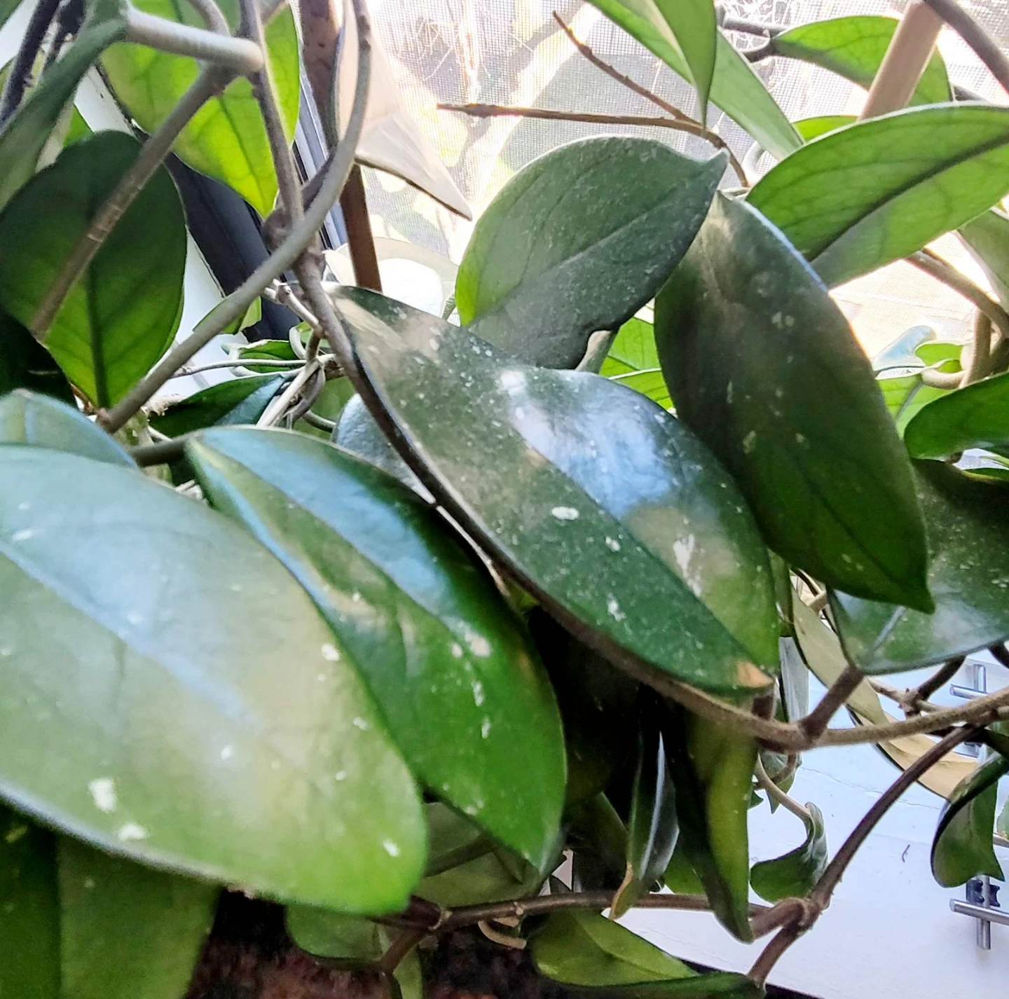 Hoya Carnosa Plant in White Pot - photo 2