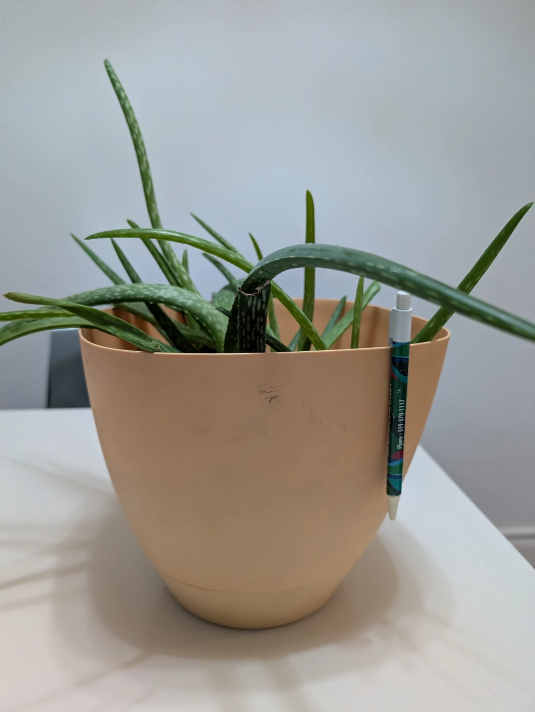 Aloe Vera Plants and babies in Peach Pot - photo 2
