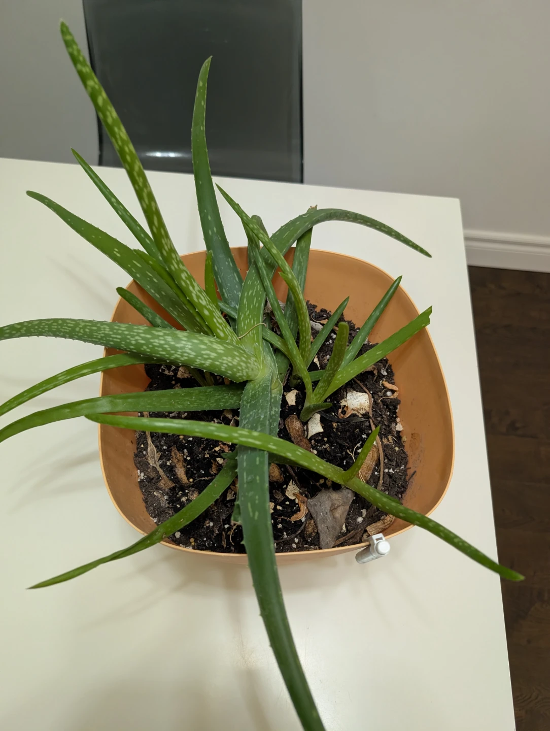 Aloe Vera Plants and babies in Peach Pot - photo 3