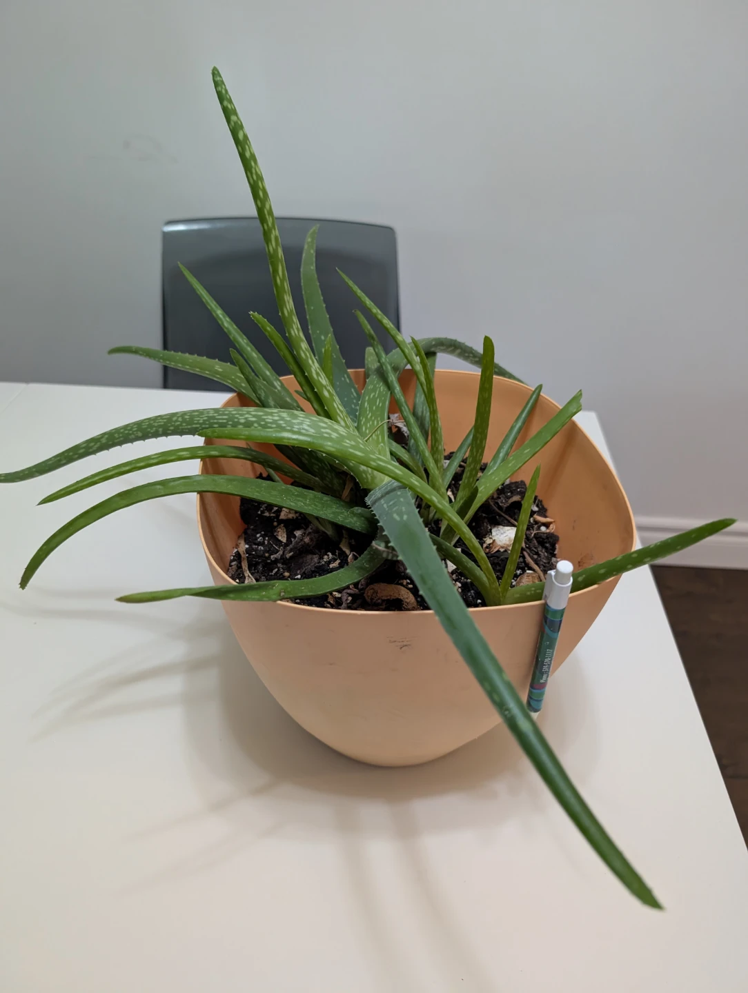 Aloe Vera Plants and babies in Peach Pot