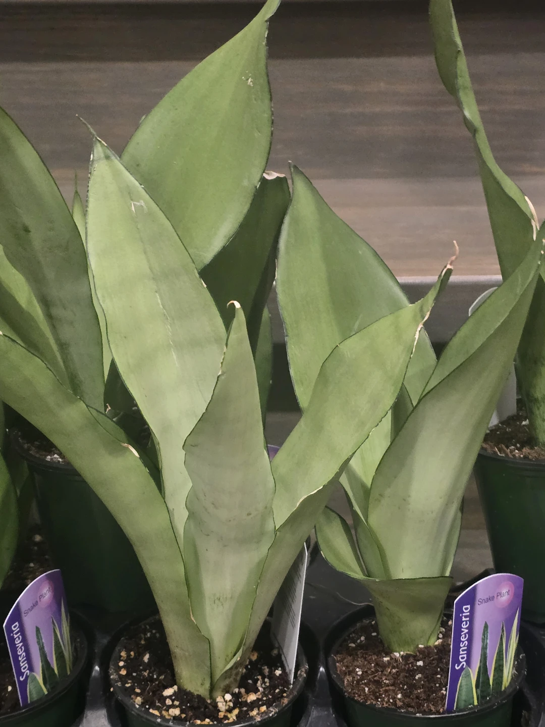 Sansevieria Snake Plant - photo 2