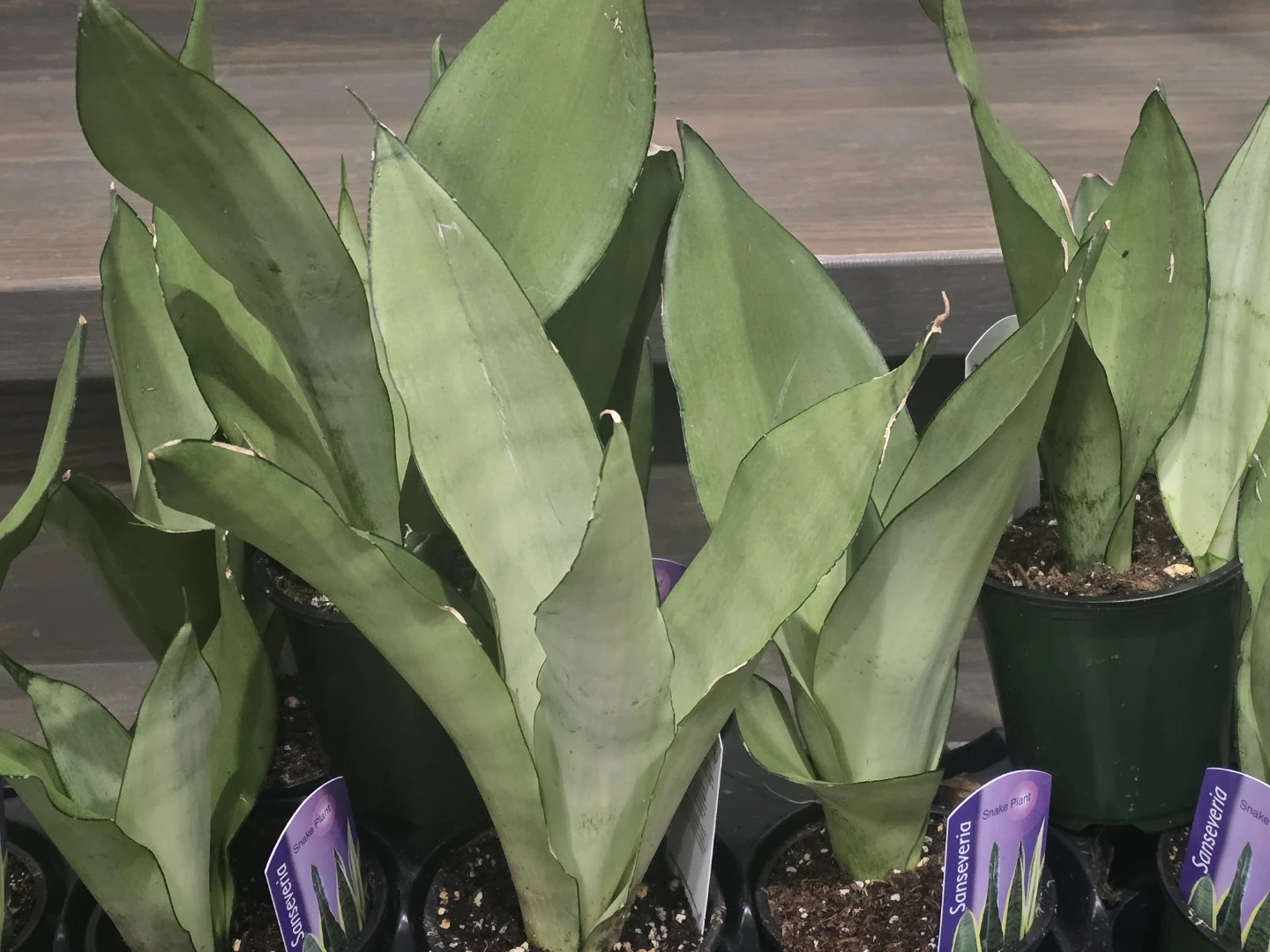 Sansevieria Snake Plant - photo 3