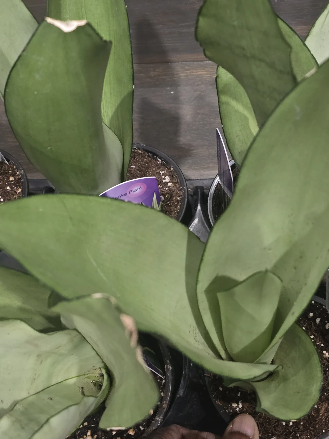 Sansevieria Snake Plant - photo 4