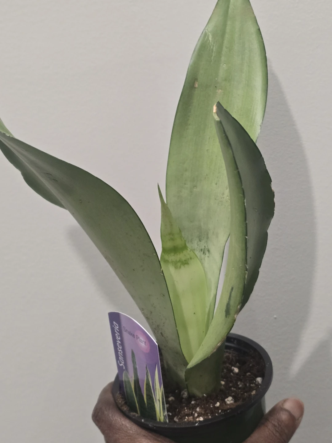 Sansevieria Snake Plant - photo 5