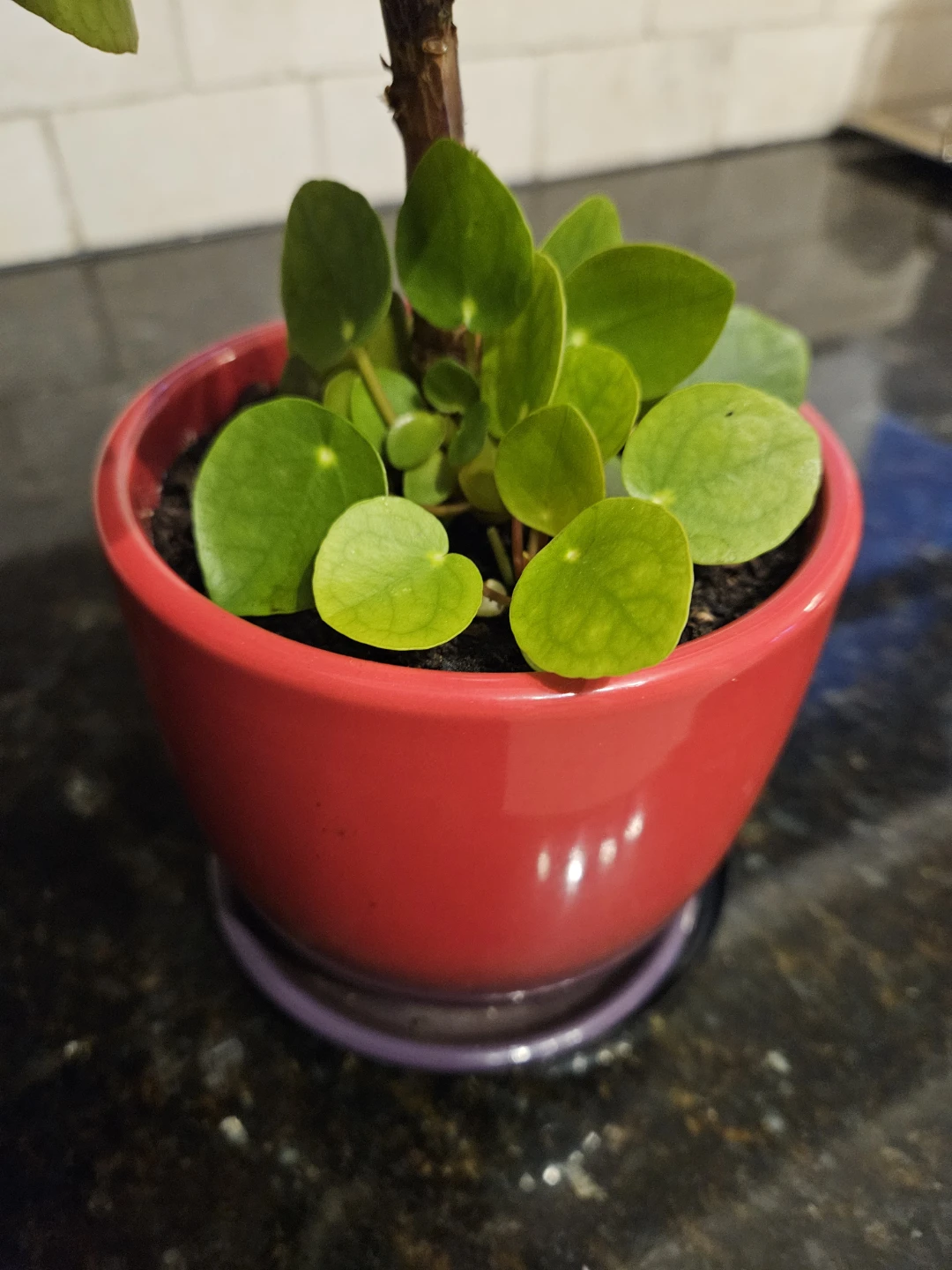 Chinese Money Plant in Red Pot - photo 2