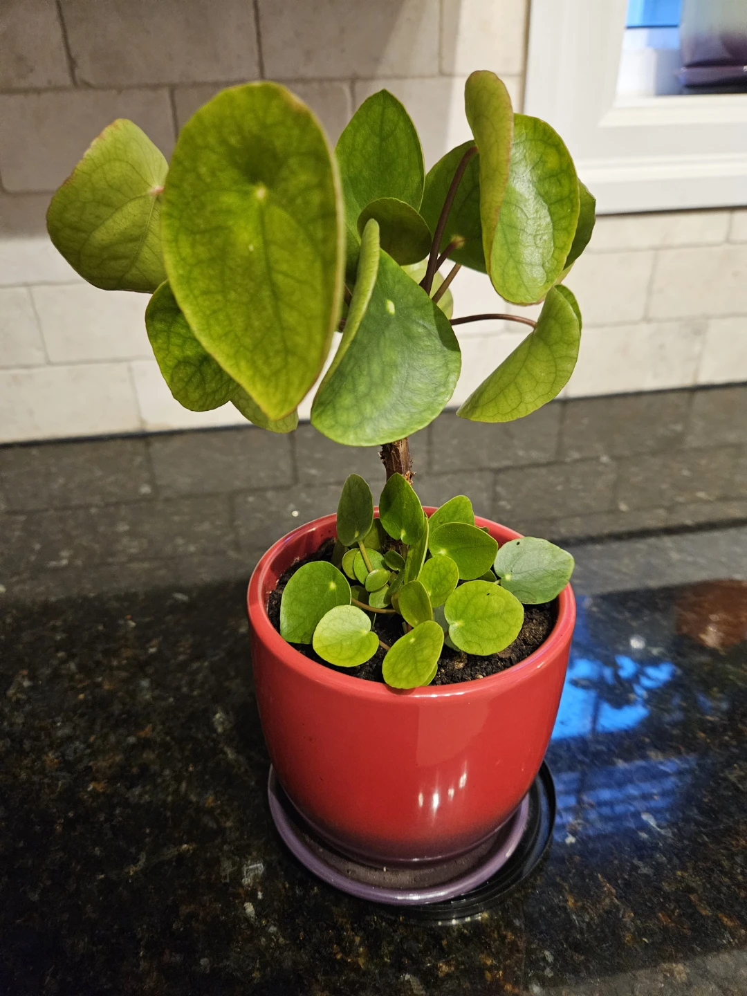 Chinese Money Plant in Red Pot - photo 3