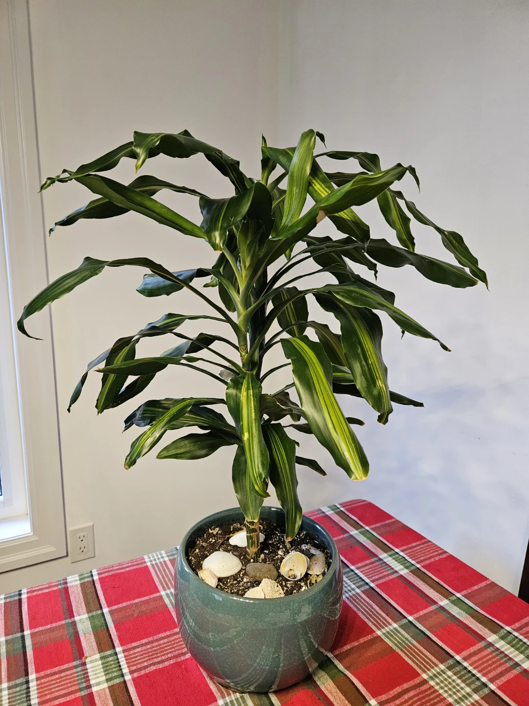 Potted Dracaena Plant - photo 2