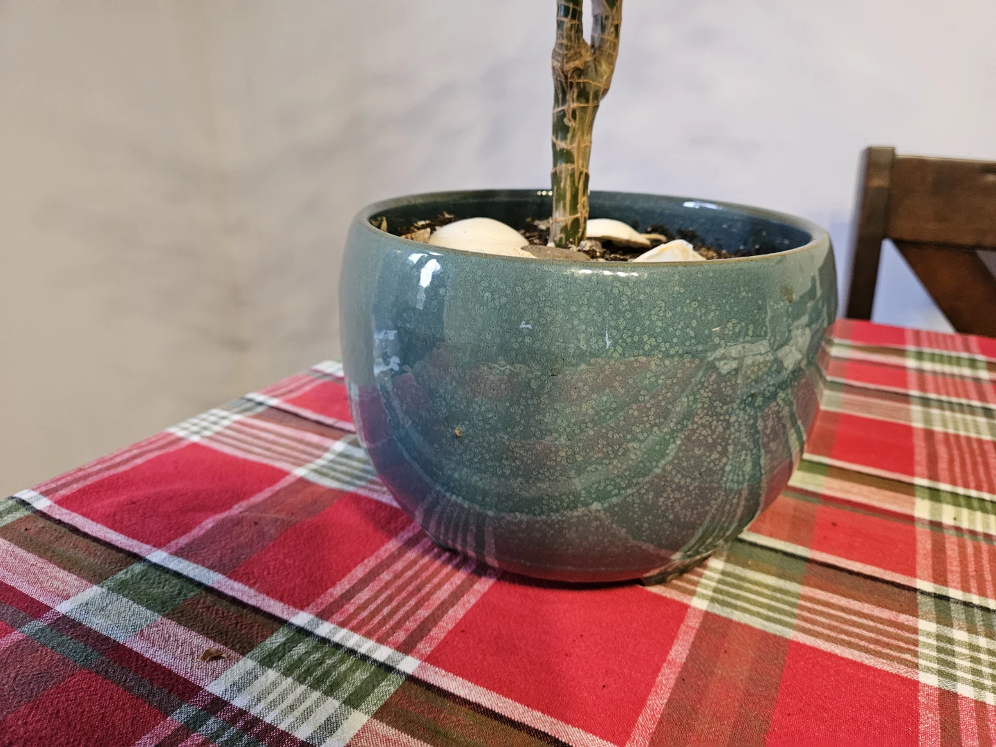 Potted Dracaena Plant - photo 4