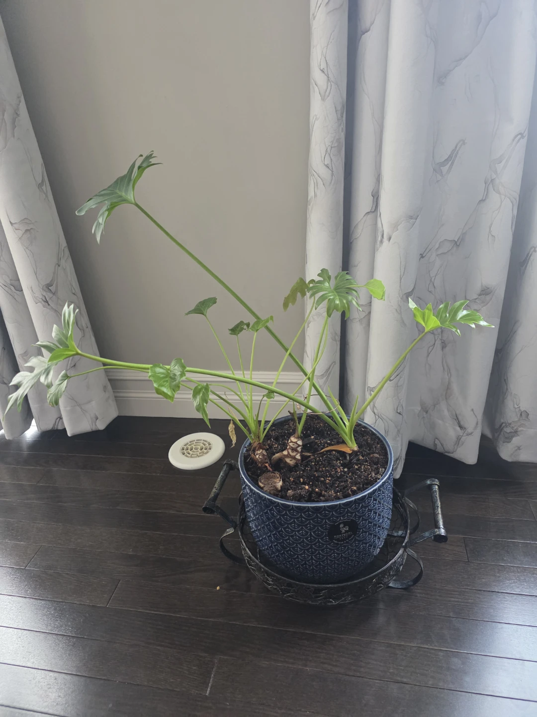 Large Philodendron Plant in Blue Pot