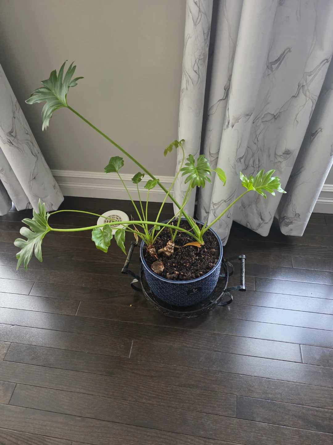 Large Philodendron Plant in Blue Pot - photo 2