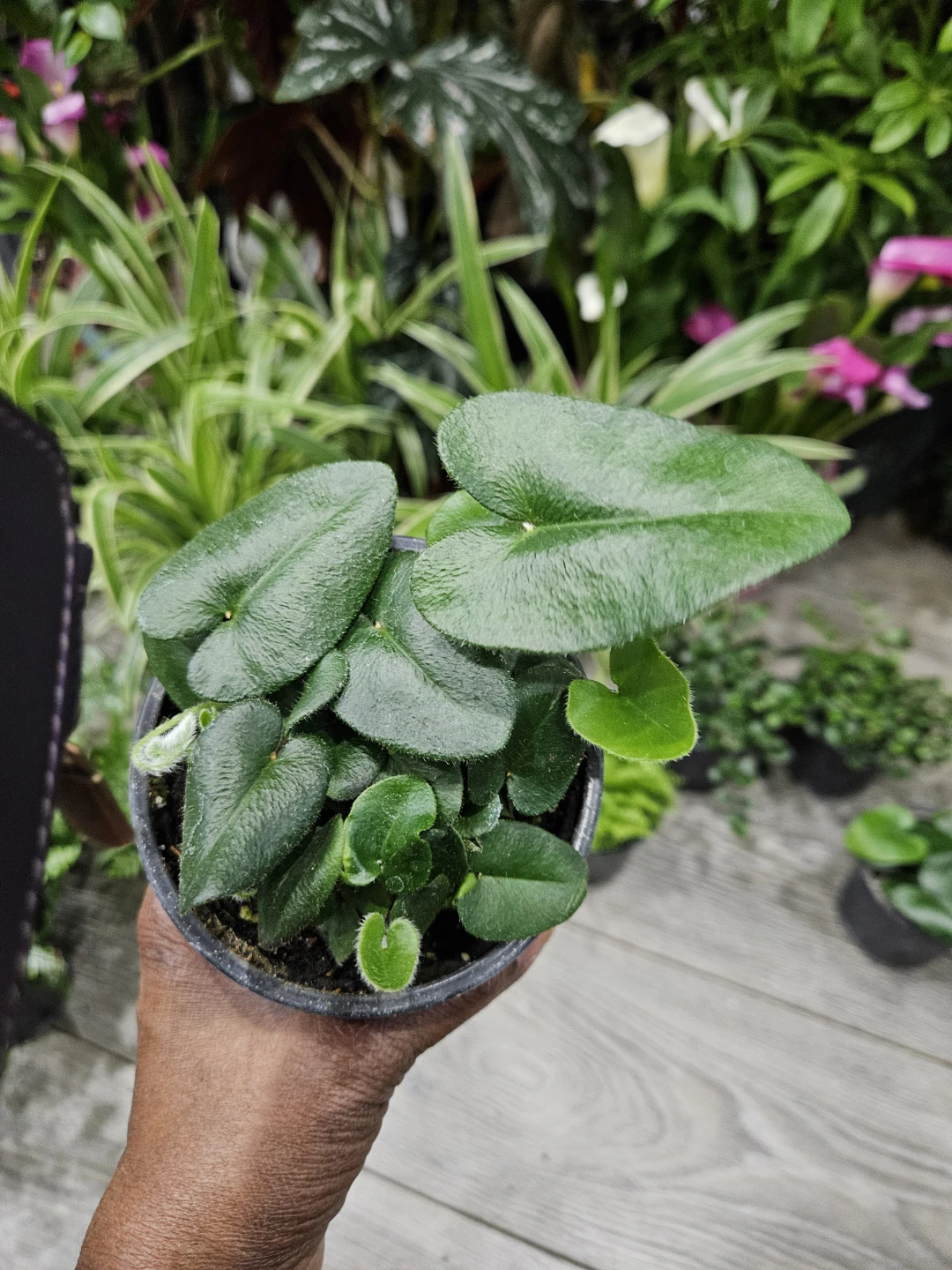 Green Heartleaf firn Plant