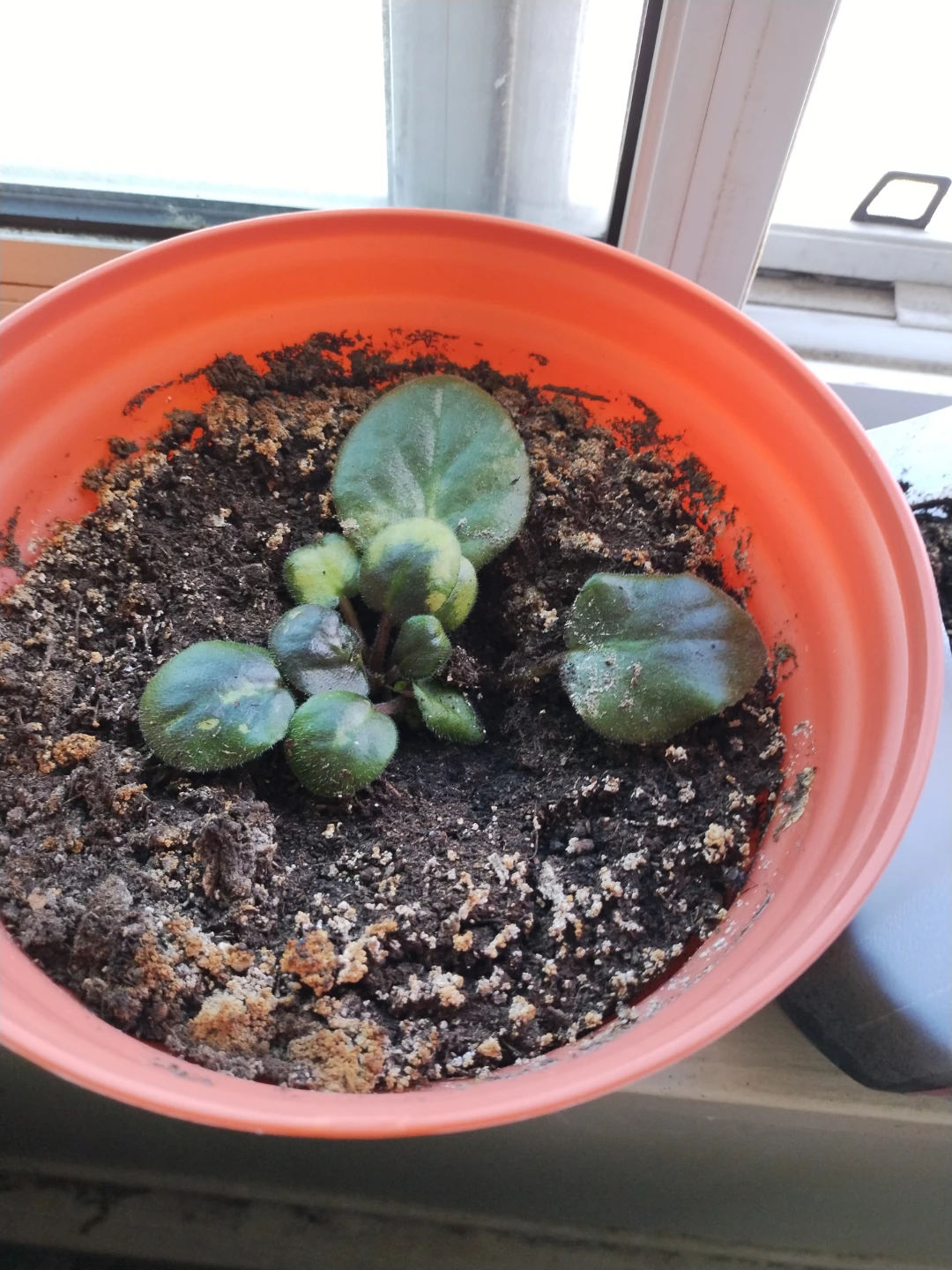 African Violet Plant in Orange Pot