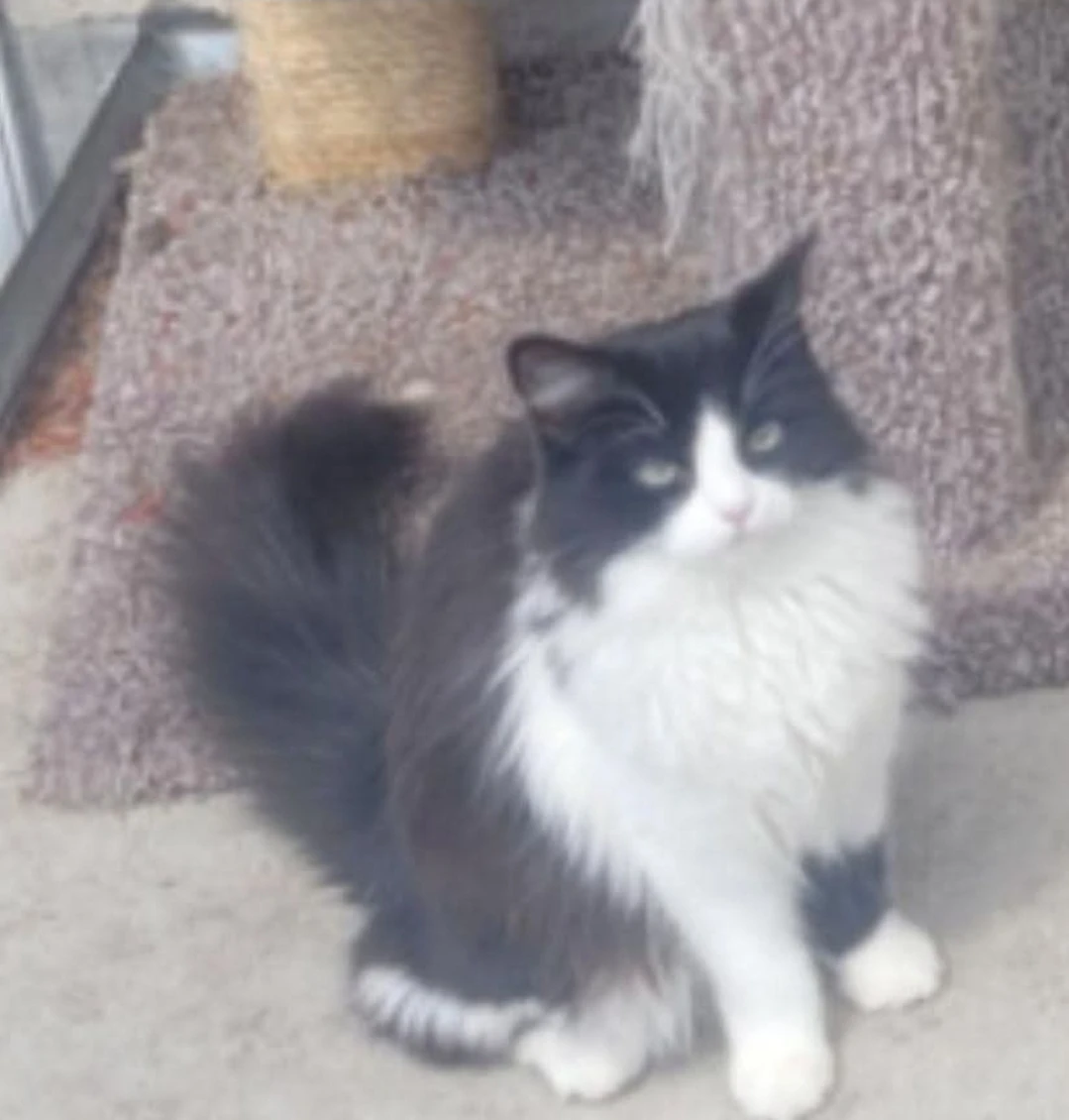 Missing cat