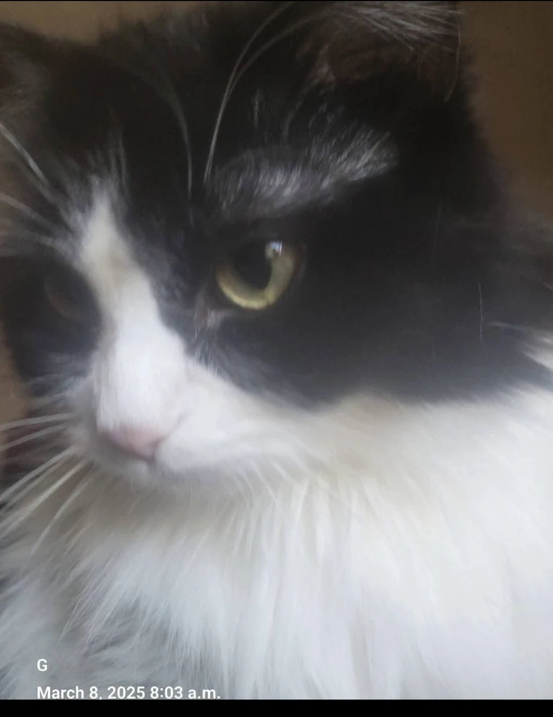 Missing cat - photo 2