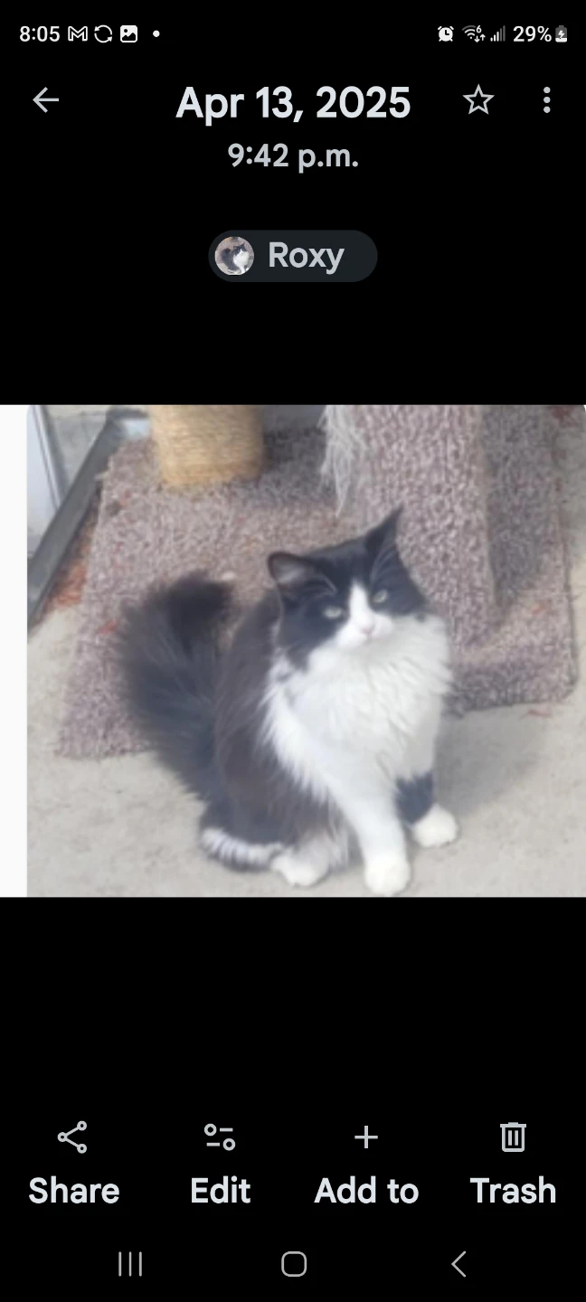 Missing cat - photo 3