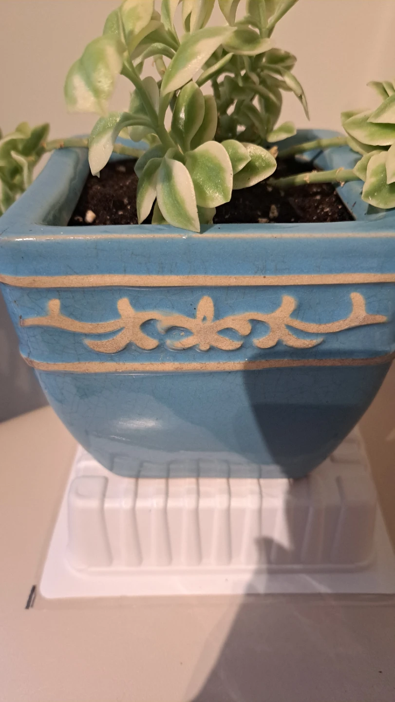 Variegated Sedum Plant in Blue Ceramic Pot - photo 4