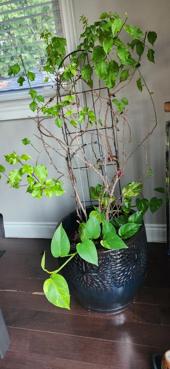 Large decorative planter pot with climbing vine - photo 2