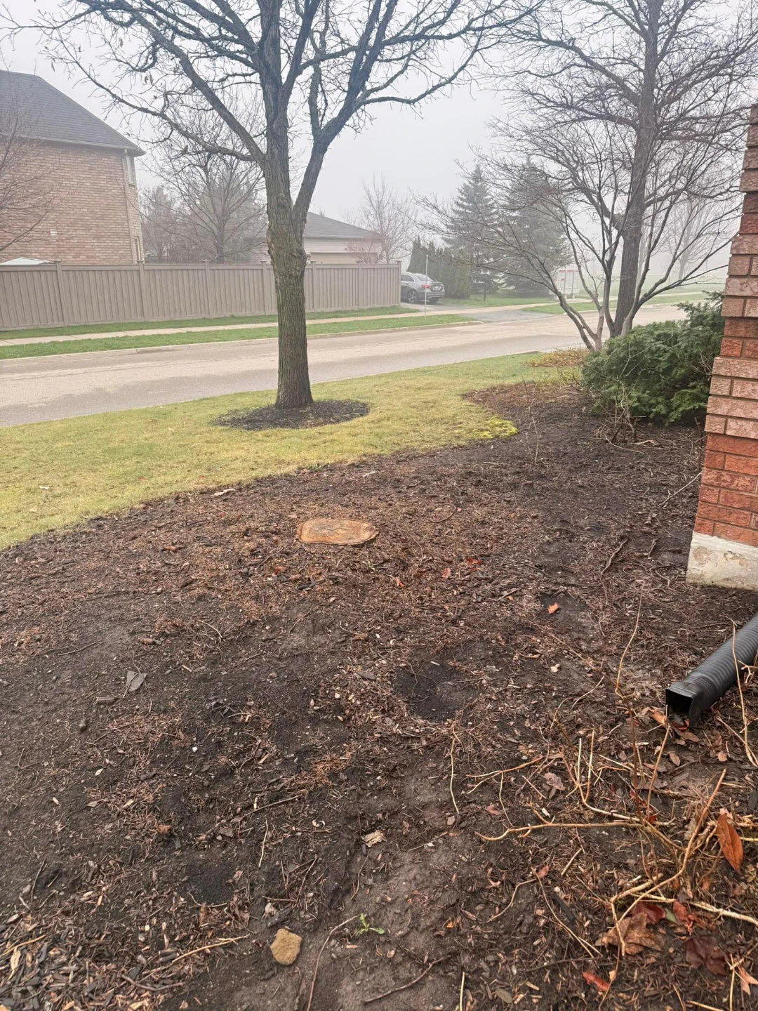 Professional Stump Grinding, Removal. - photo 3