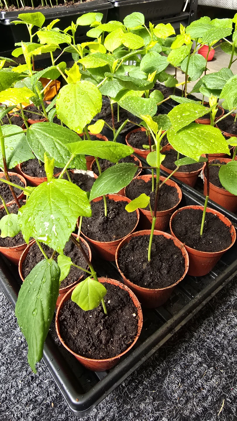 Gongura / Ambada / Red Sorrel seedlings