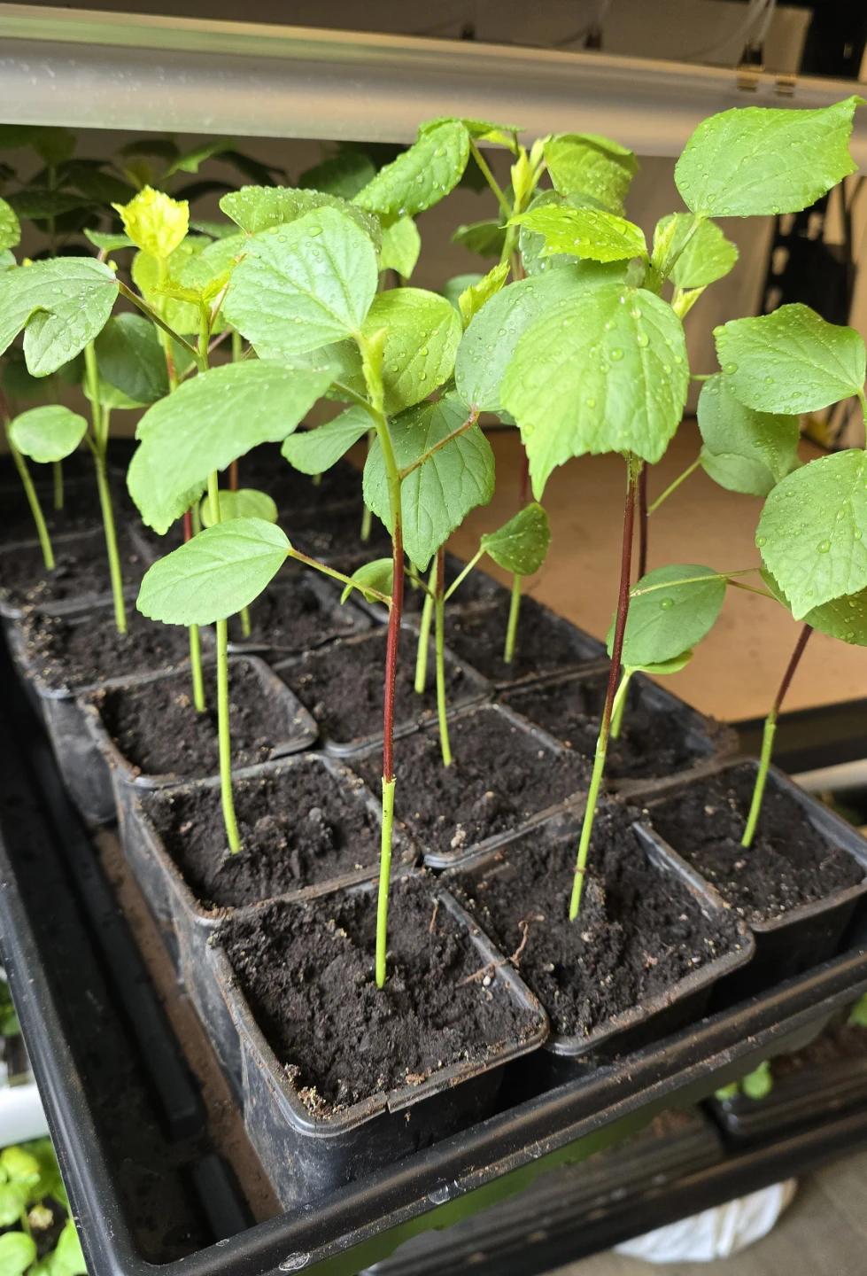 Gongura / Ambada / Red Sorrel seedlings - photo 2