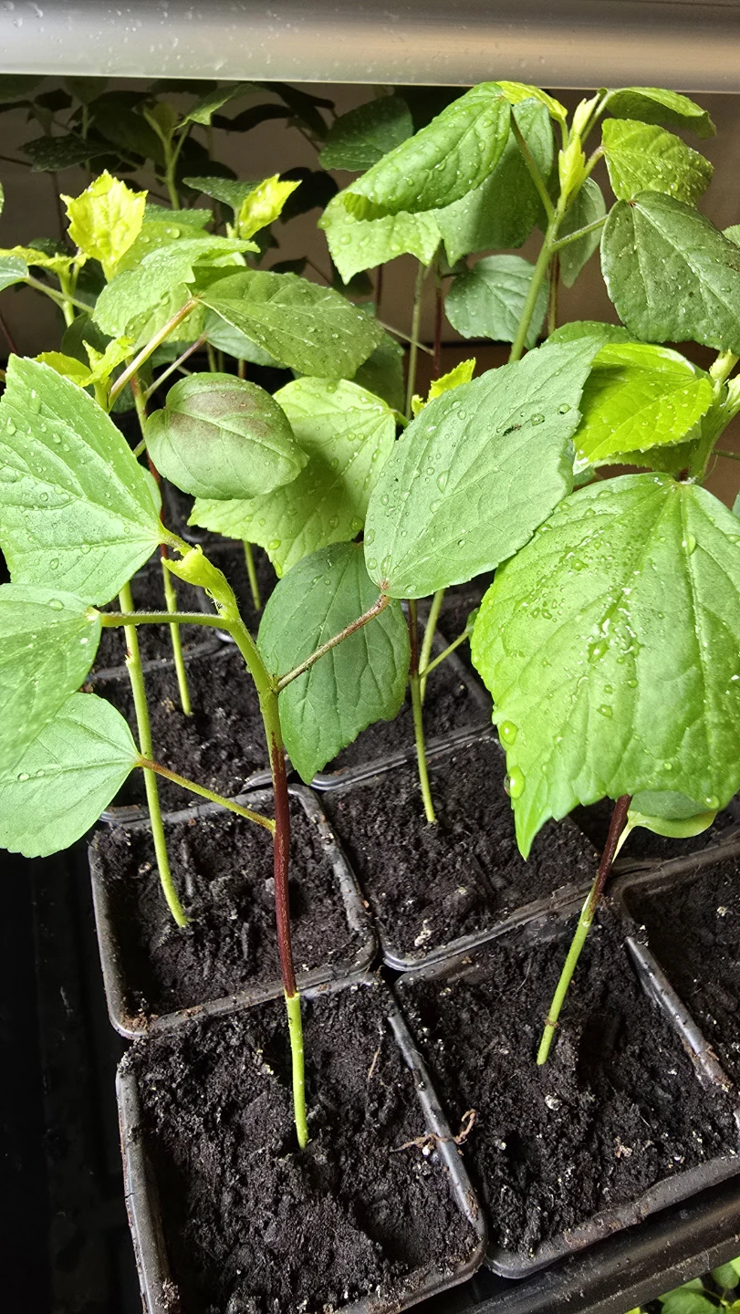 Gongura / Ambada / Red Sorrel seedlings - photo 3