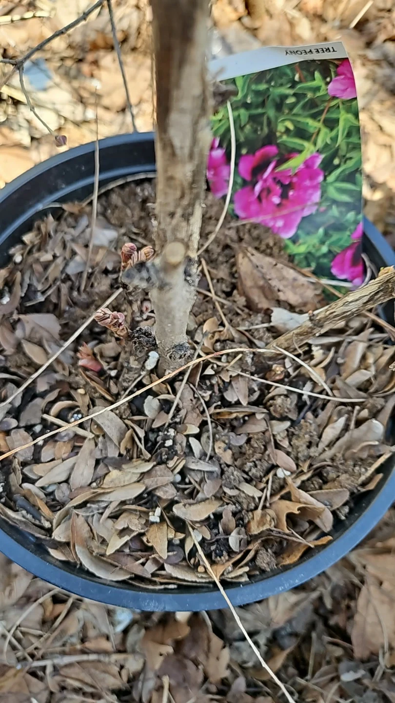 Tree Peony Plant in Pot