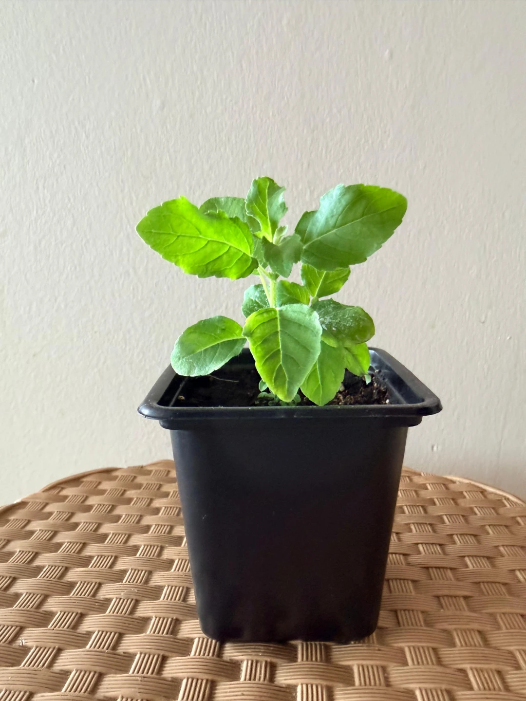 🌱Holy Basil (Tulsi) Saplings - photo 5
