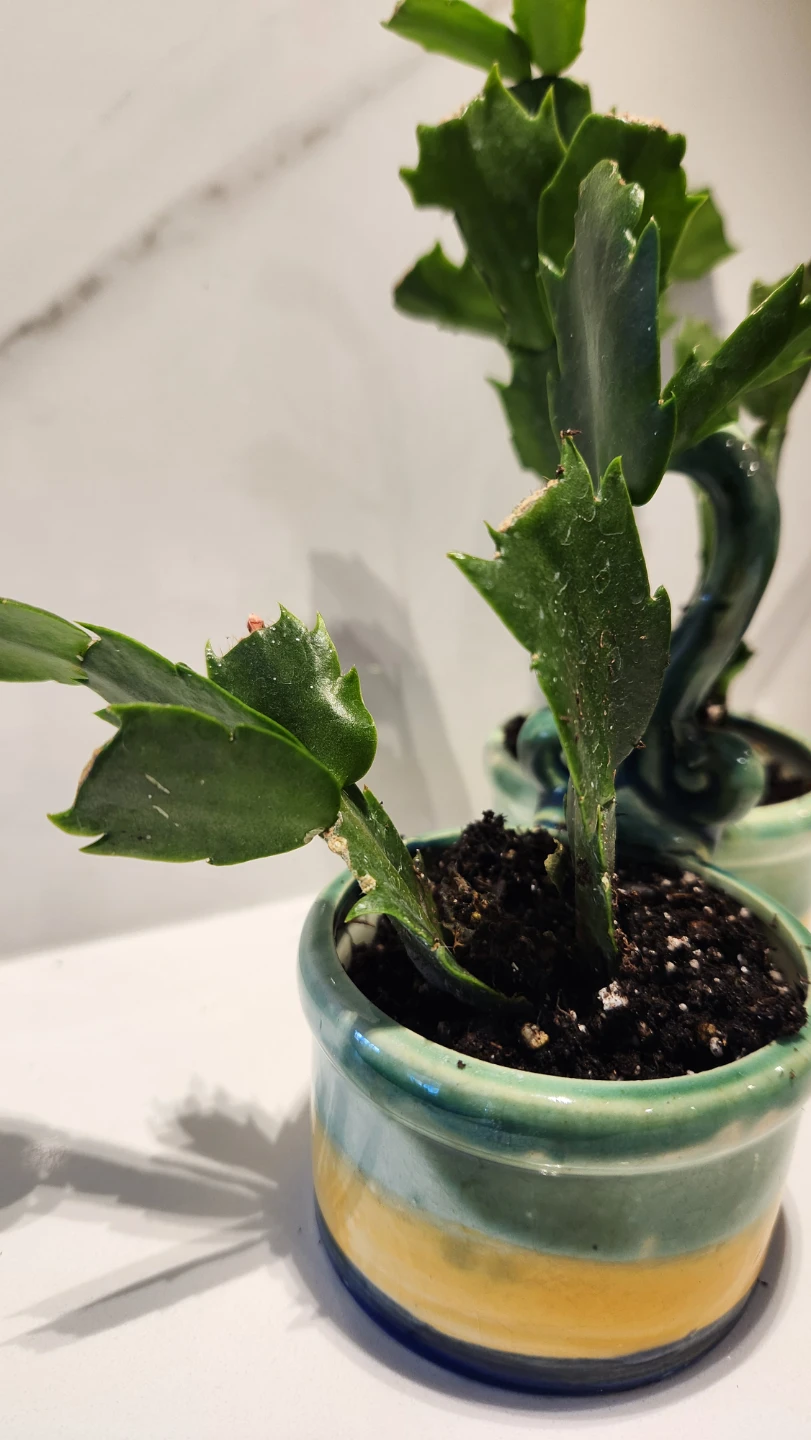 Upcycled condiment holder planter with cactus - photo 3