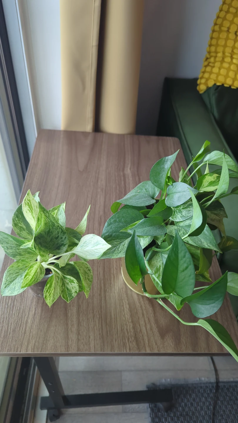 Two Pothos Plants