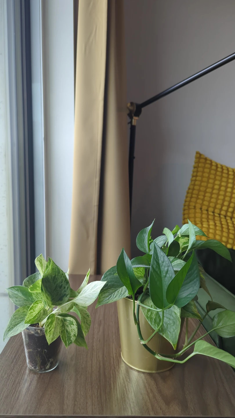 Two Pothos Plants - photo 2