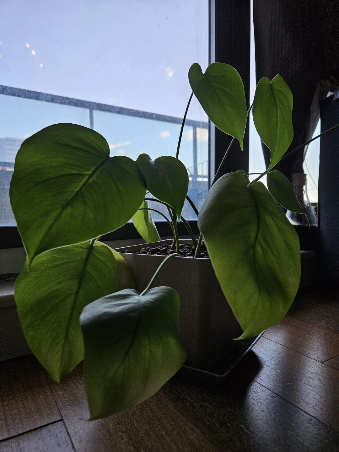 Baby Monstera