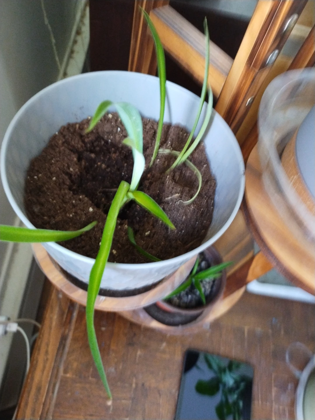 Spider Plant Starter Pot