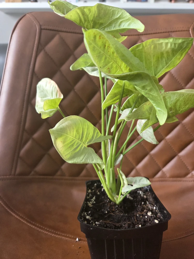 Syngonium Podophyllum 'Red Arrow' Plant