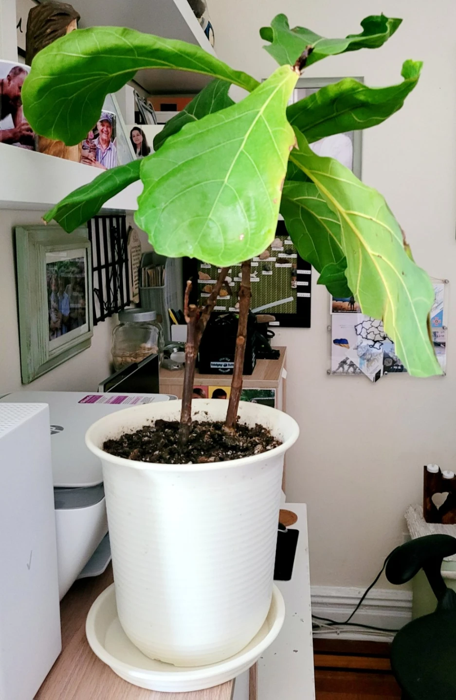Fiddle Leaf Fig Plant - photo 3