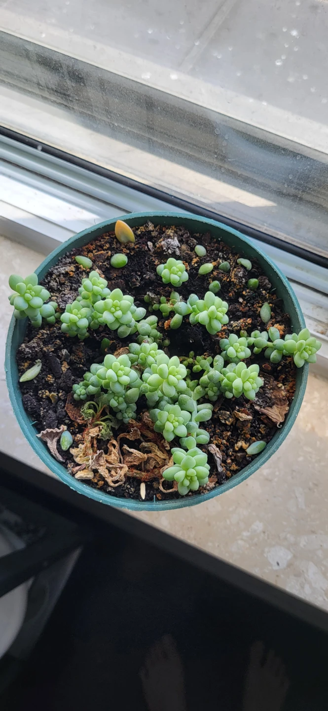 Burro's Tails - photo 5