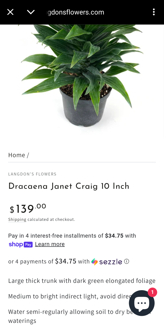 Dracaena Compacta , Janet Craig air purifying houseplant - photo 2