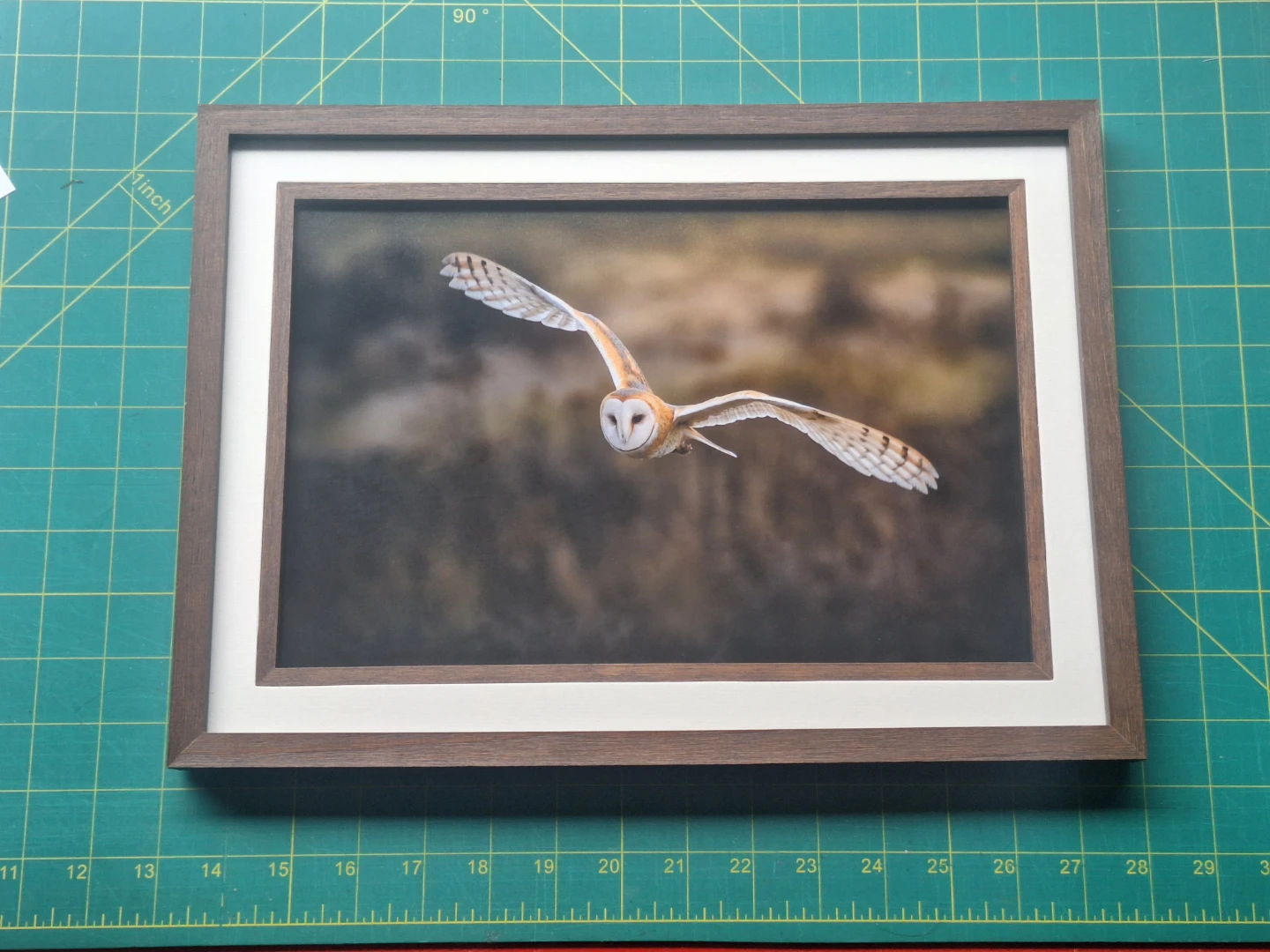 Barn owl photo | wall art - photo 3