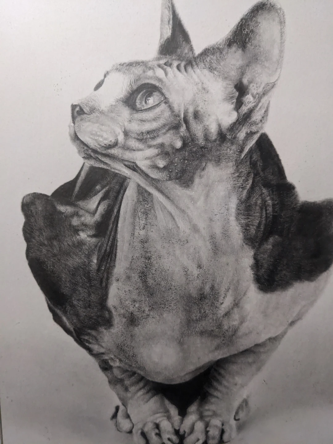Framed Original Pencil Drawing of a Sphynx Cat by Lisandro Peña - photo 2