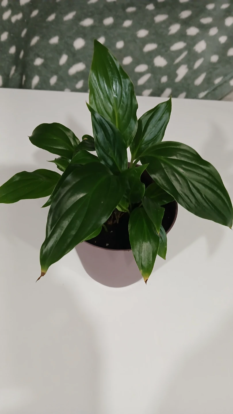 Peace Lily Plant - $4