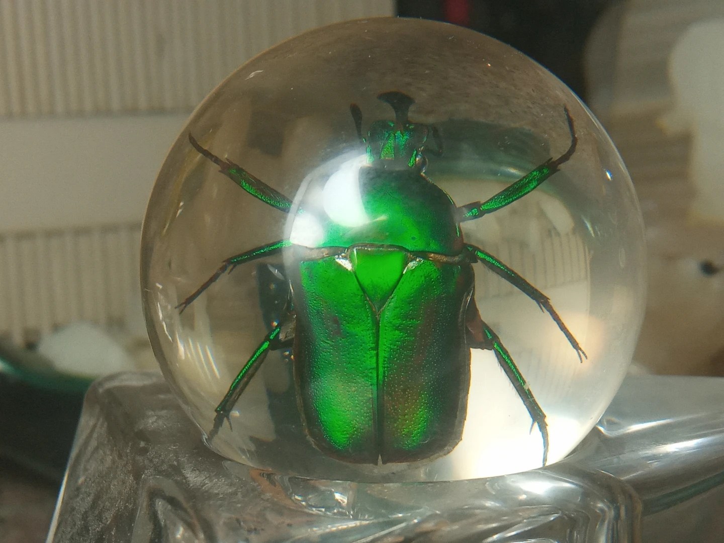 Real Green Beetle Encased in Resin
