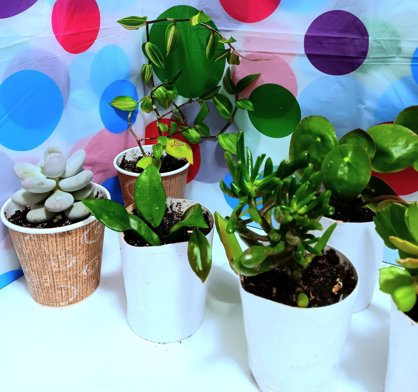 🪴Varieties House Plants Lot Bundle Set of 8🪴 - photo 3
