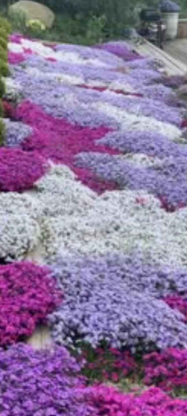 CREEPIÑG PHLOX. - photo 2