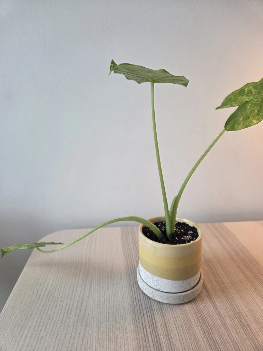 Rare Alocasia (Variegated) - Healthy & Established