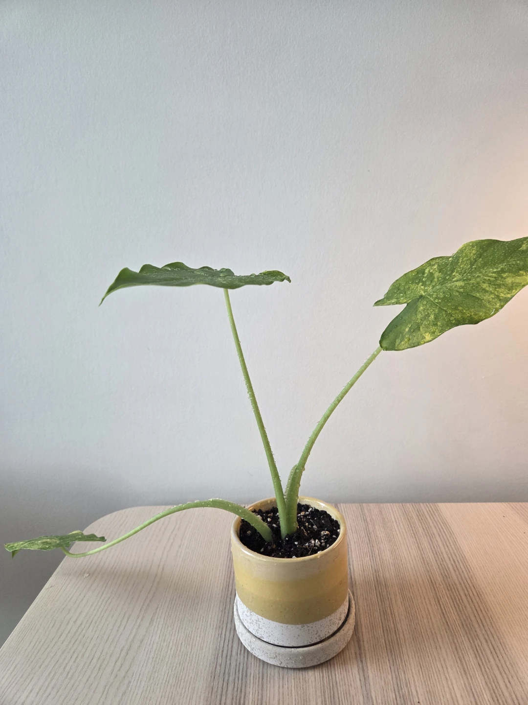 Rare Alocasia (Variegated) - Healthy & Established - photo 2