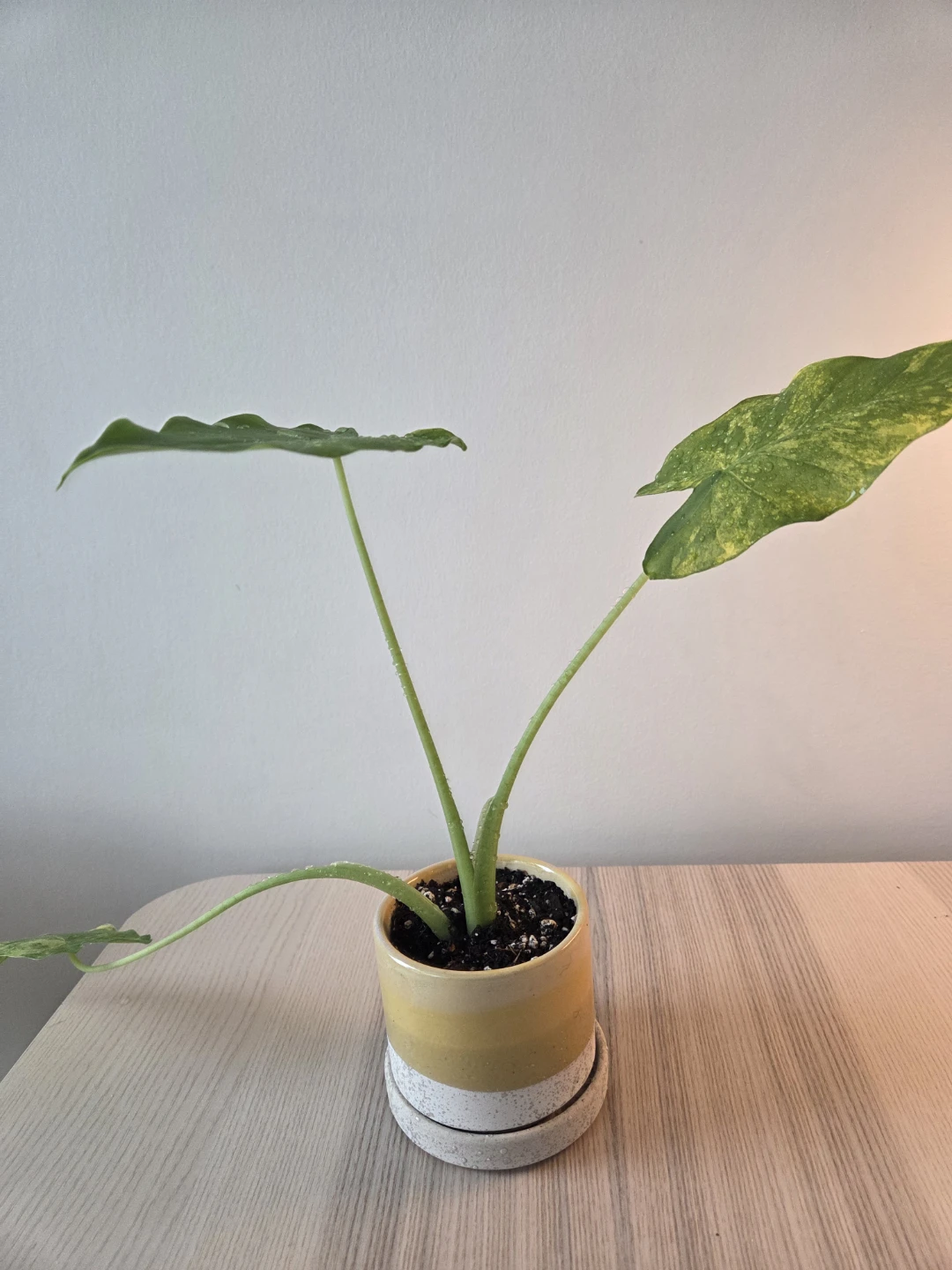 Rare Alocasia (Variegated) - Healthy & Established - photo 3