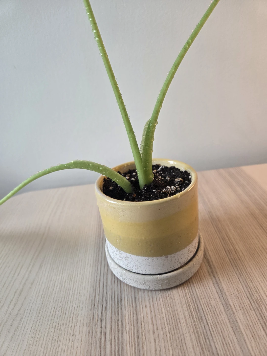 Rare Alocasia (Variegated) - Healthy & Established - photo 4