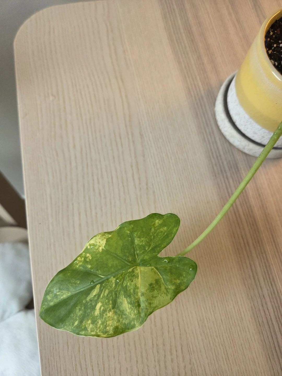 Rare Alocasia (Variegated) - Healthy & Established - photo 5