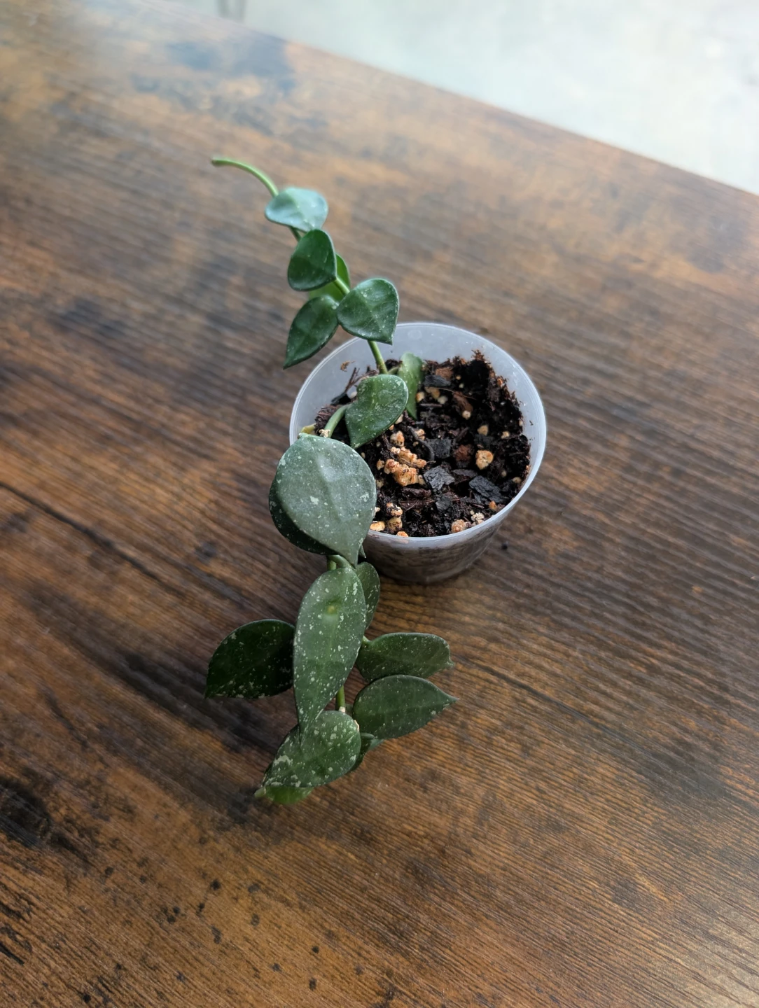 Hoya Khroniana Splash Plants - photo 3