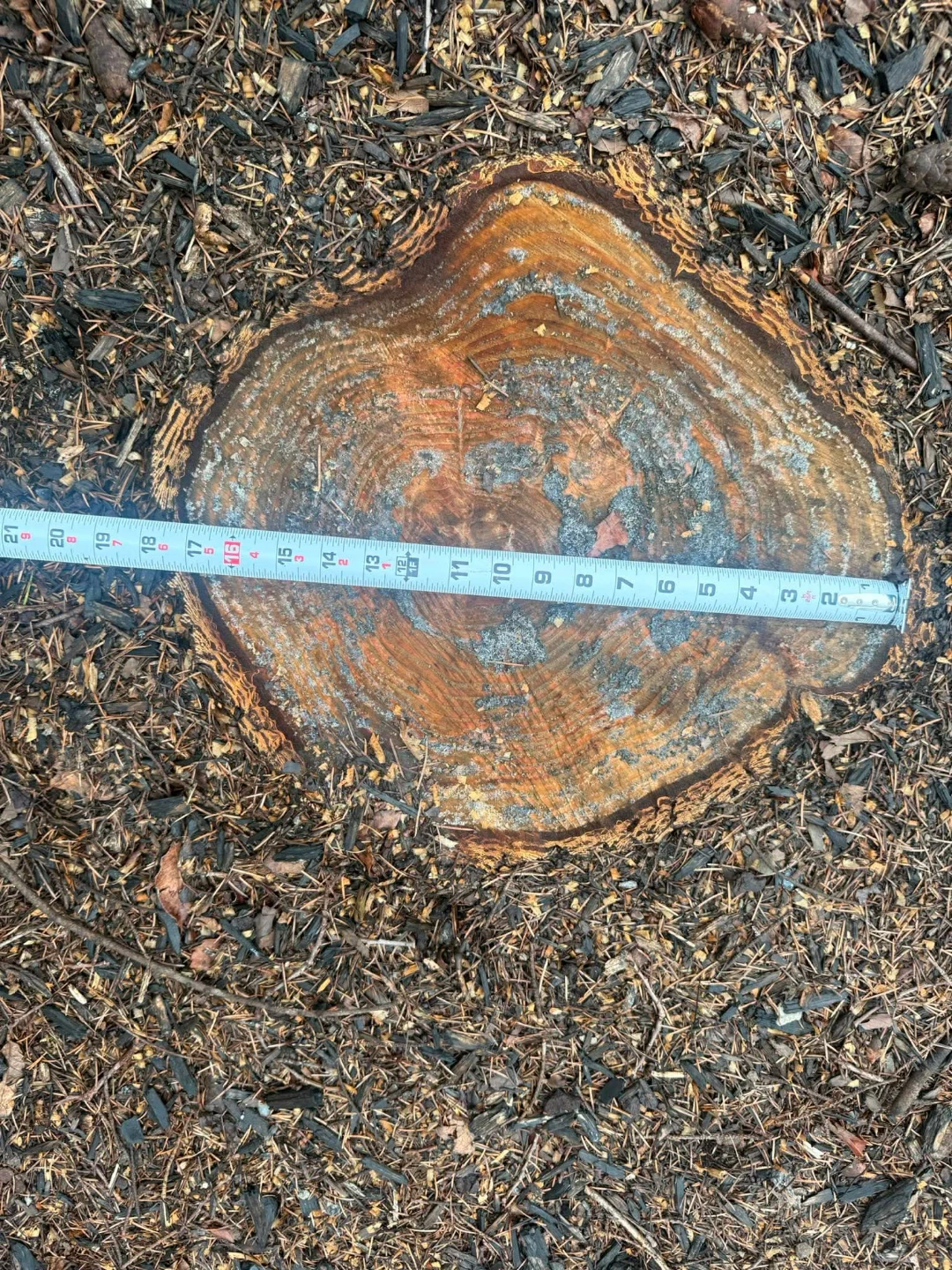Professional Stump Grinding, Removal. - photo 2