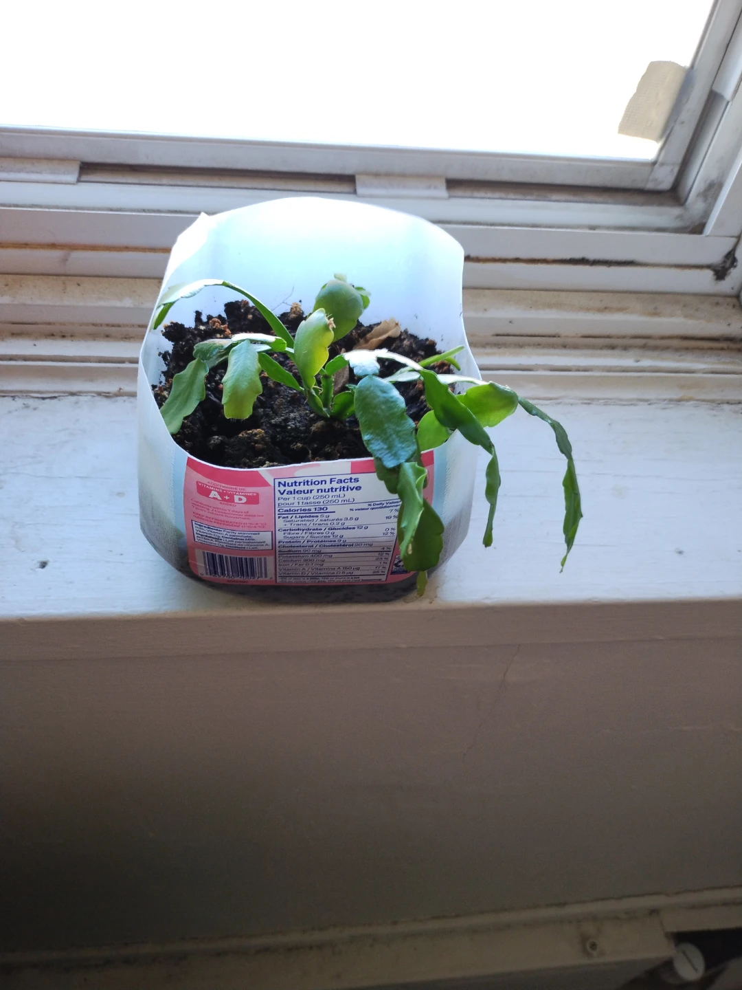 Christmas Cactus Plant in Recycled Jug